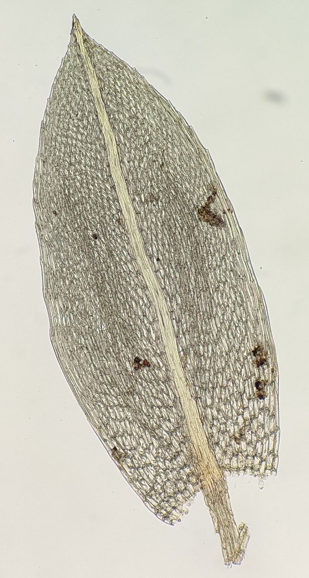 Bryum erythrocarpoides (hero image)