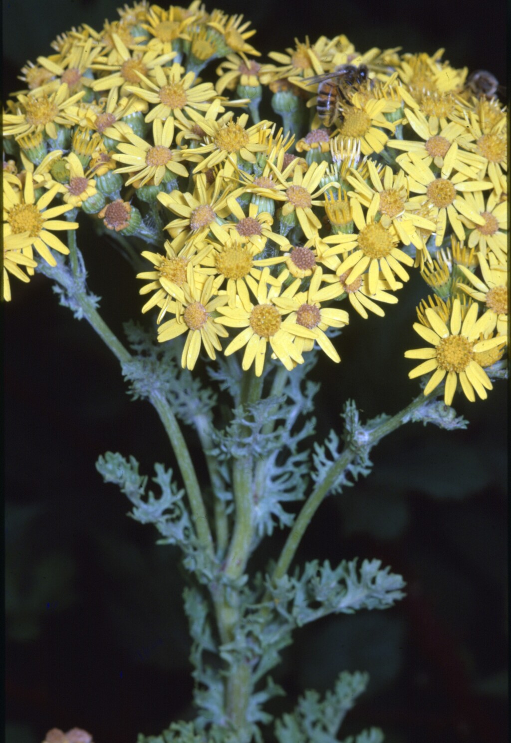 Senecio jacobaea (hero image)