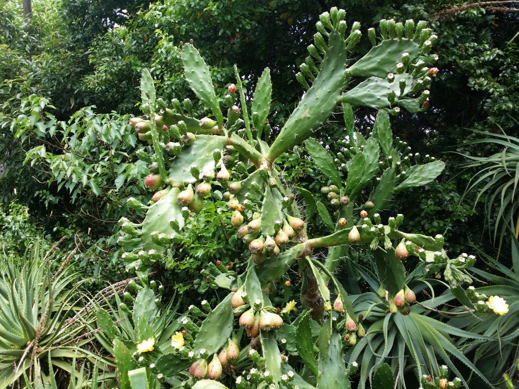 Opuntia monacantha (hero image)