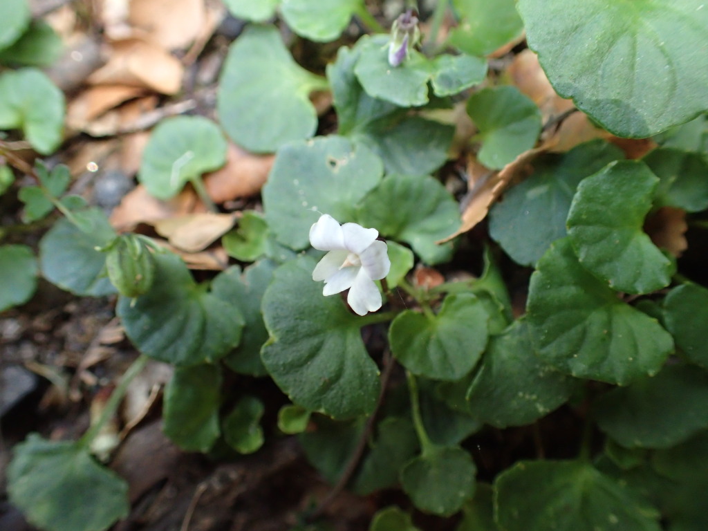 Viola (hero image)