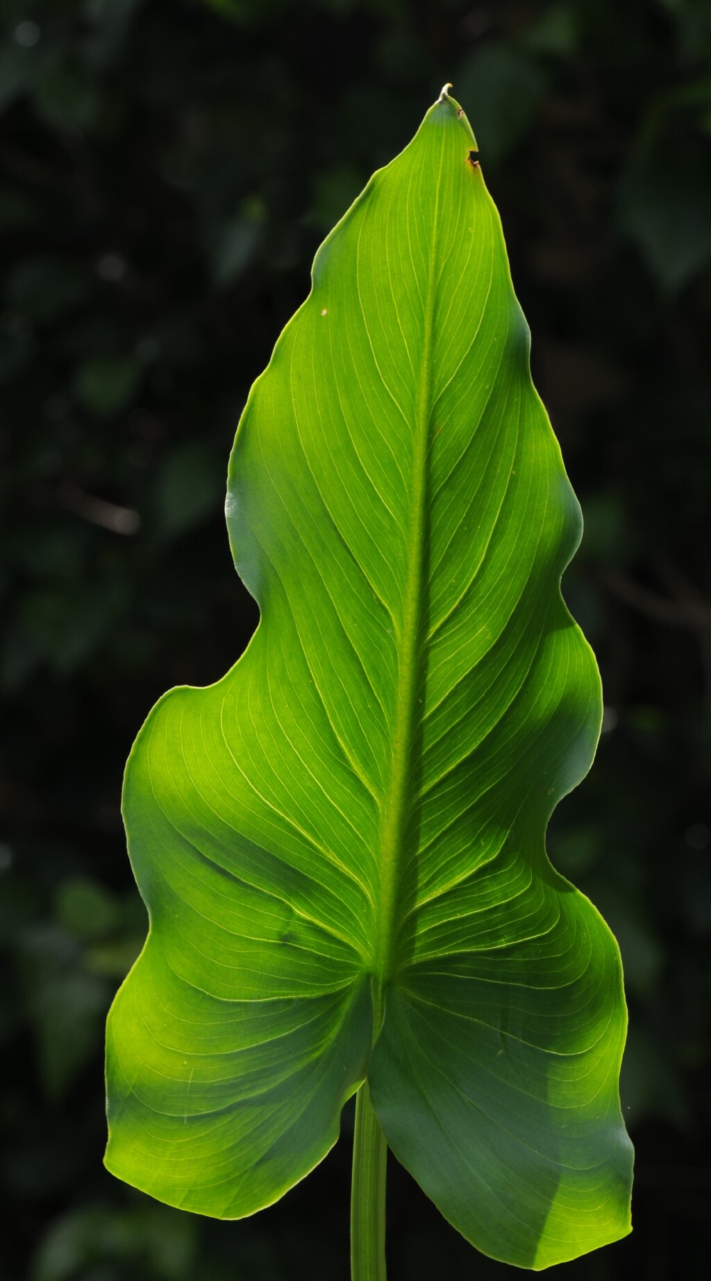 Araceae (hero image)