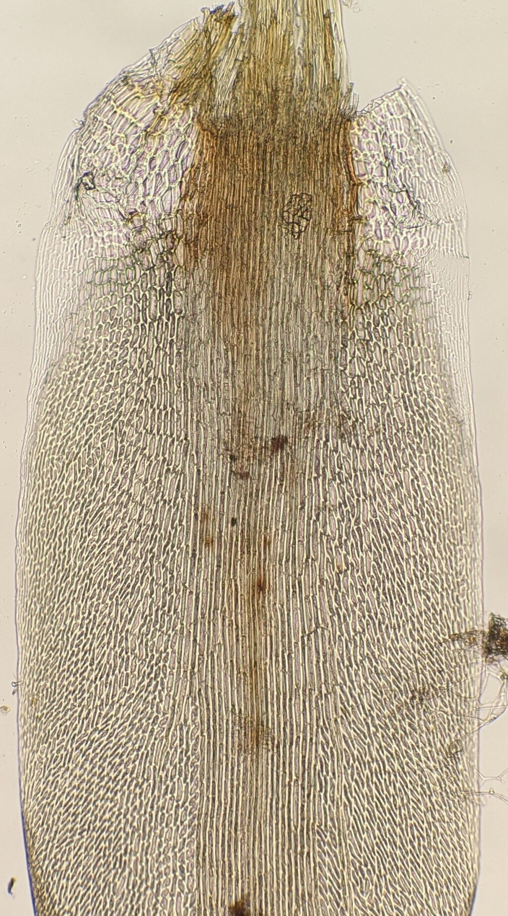 Leucobryaceae (hero image)