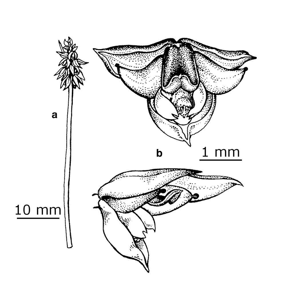 Corunastylis leptochila (hero image)