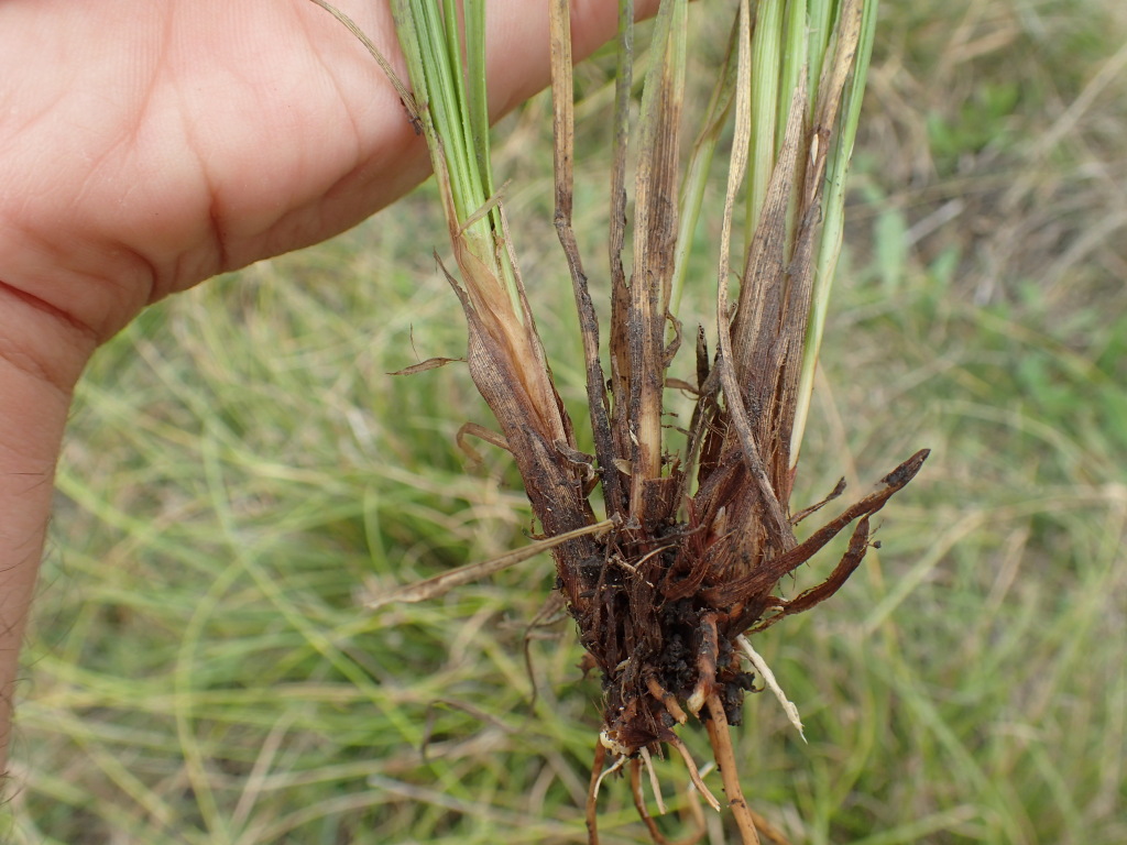 Carex tasmanica (hero image)