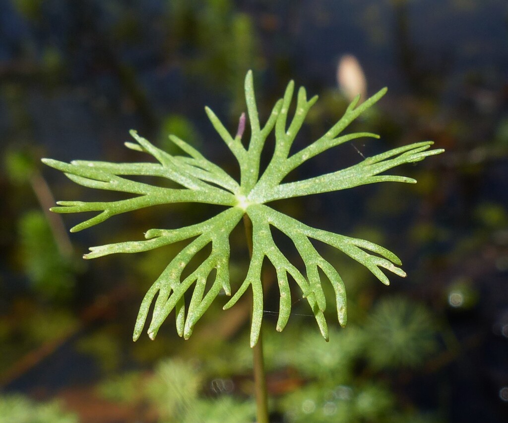 Ranunculus inundatus (hero image)