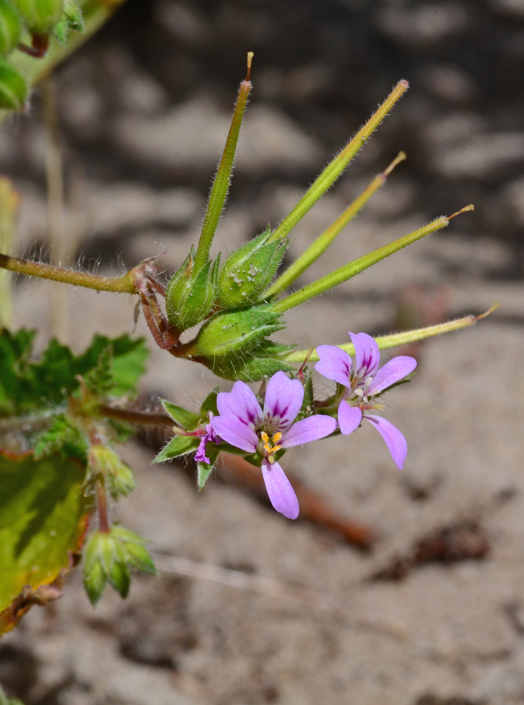 Pelargonium littorale (hero image)