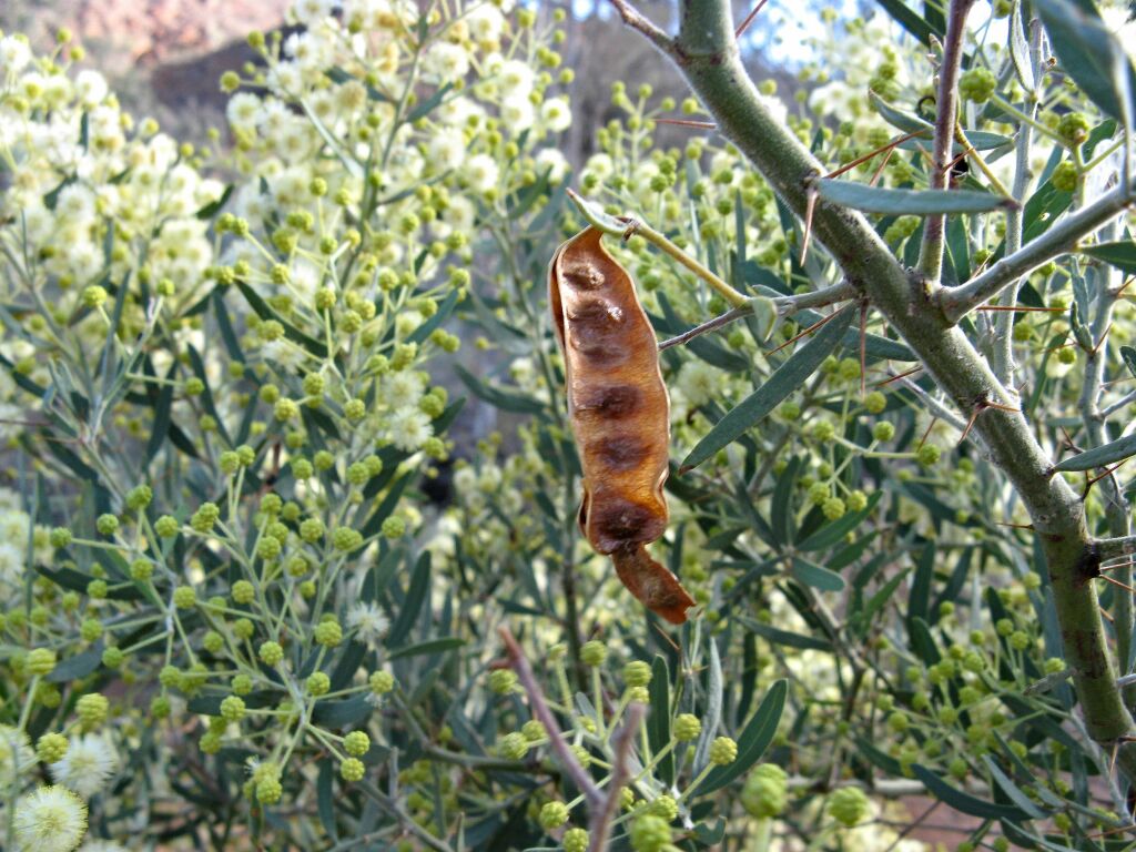 Acacia victoriae (hero image)