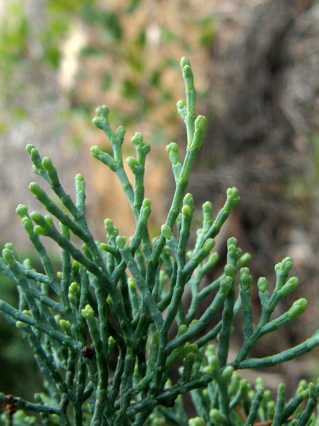 Callitris verrucosa (hero image)