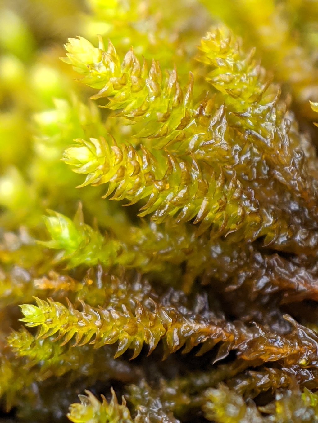 Pseudoleskeopsis (hero image)