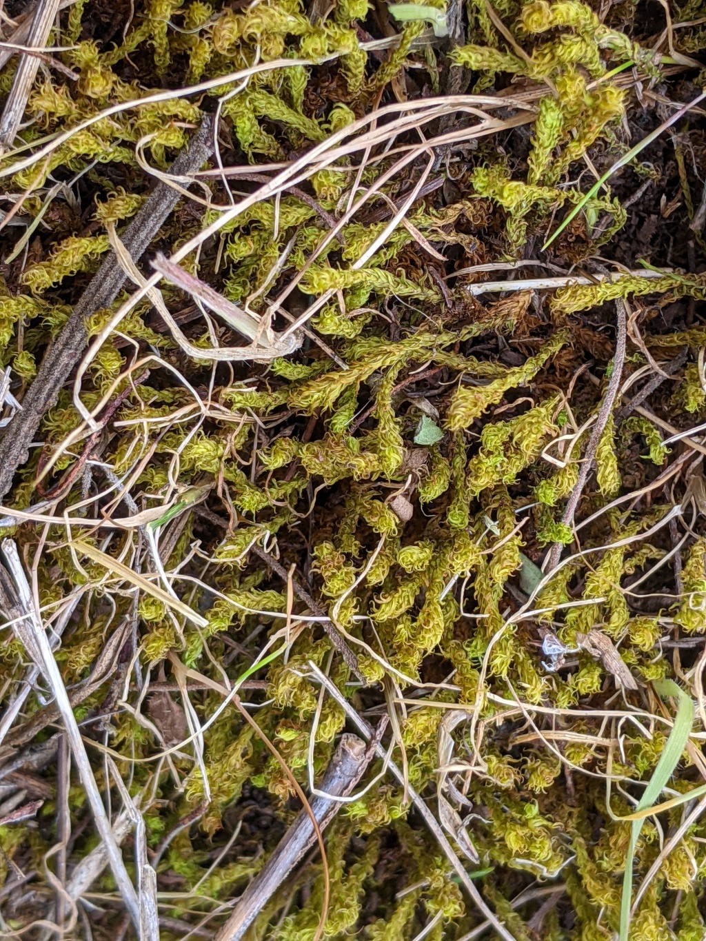 Triquetrella paradoxa (hero image)