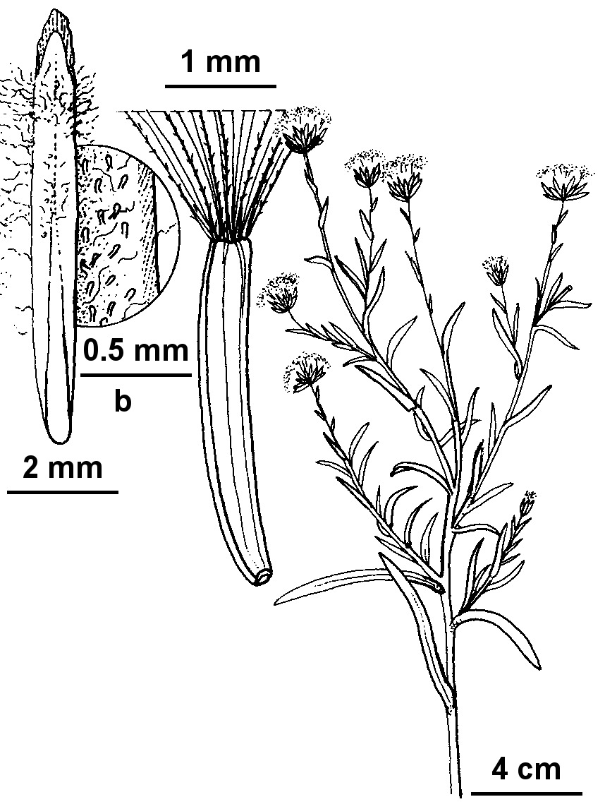 Leiocarpa leptolepis (hero image)