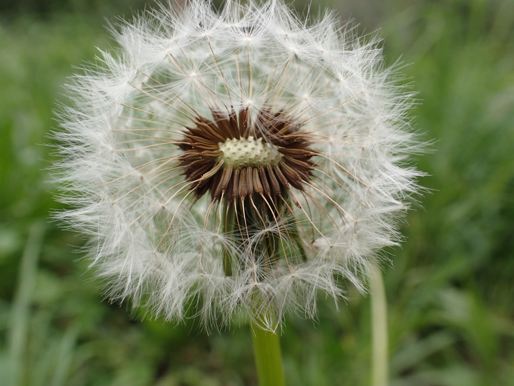 Taraxacum skanderbegii (hero image)