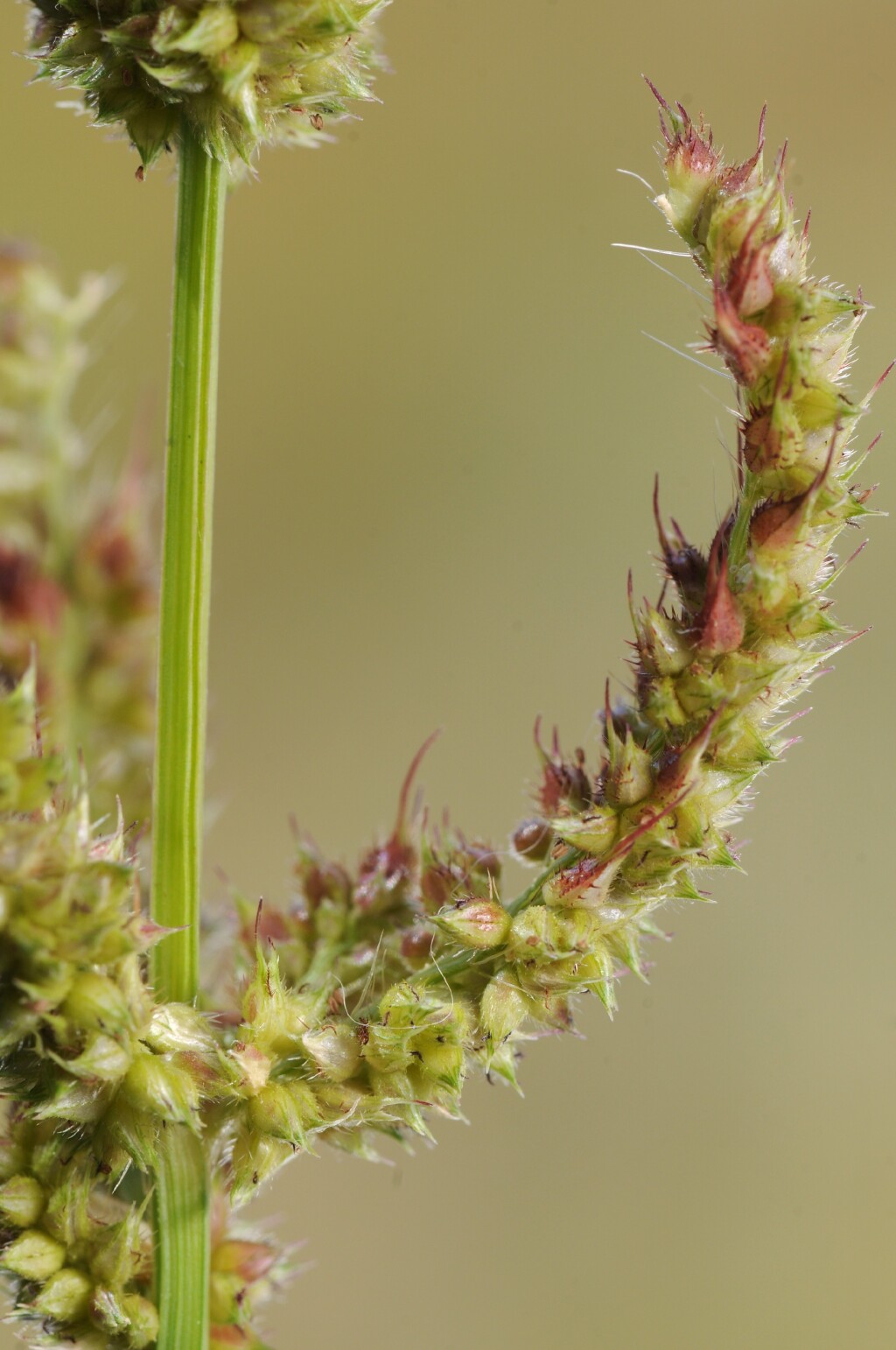 Echinochloa (hero image)