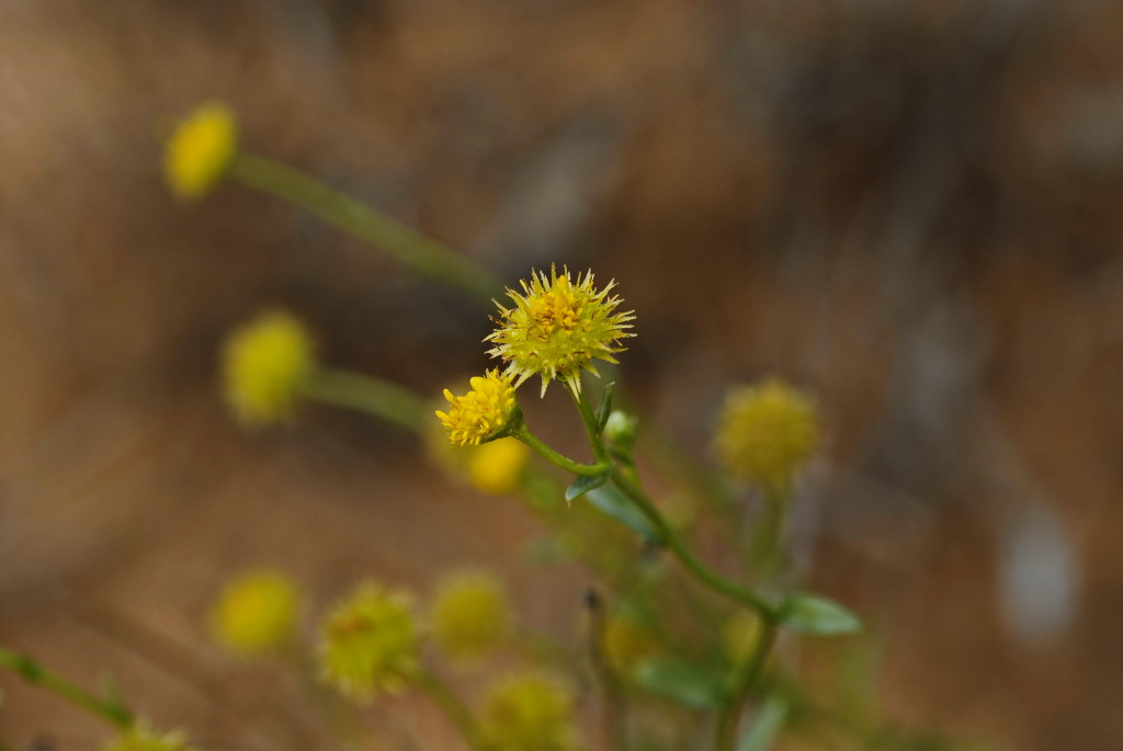 Calotis cymbacantha (hero image)