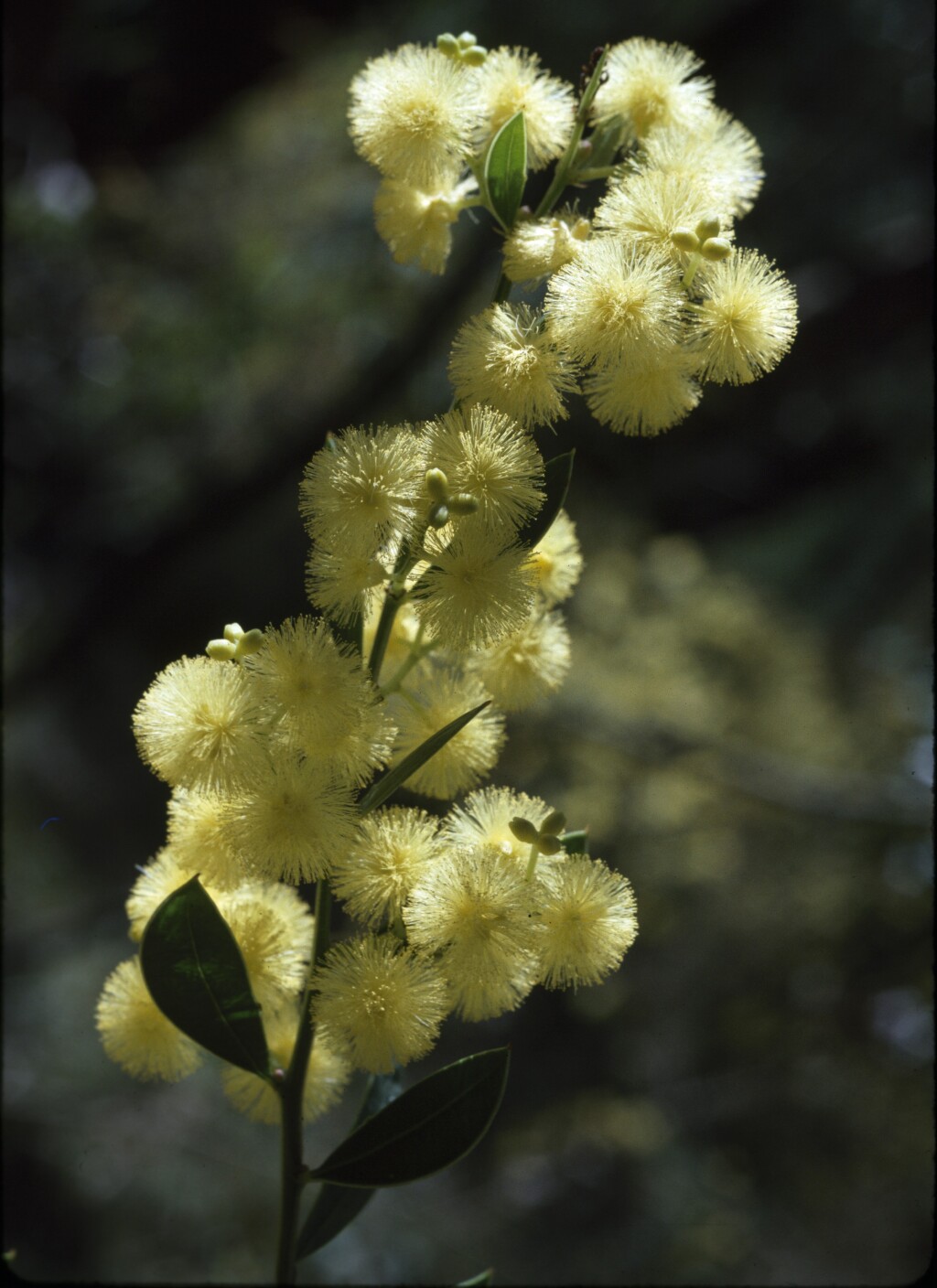 Acacia myrtifolia (hero image)