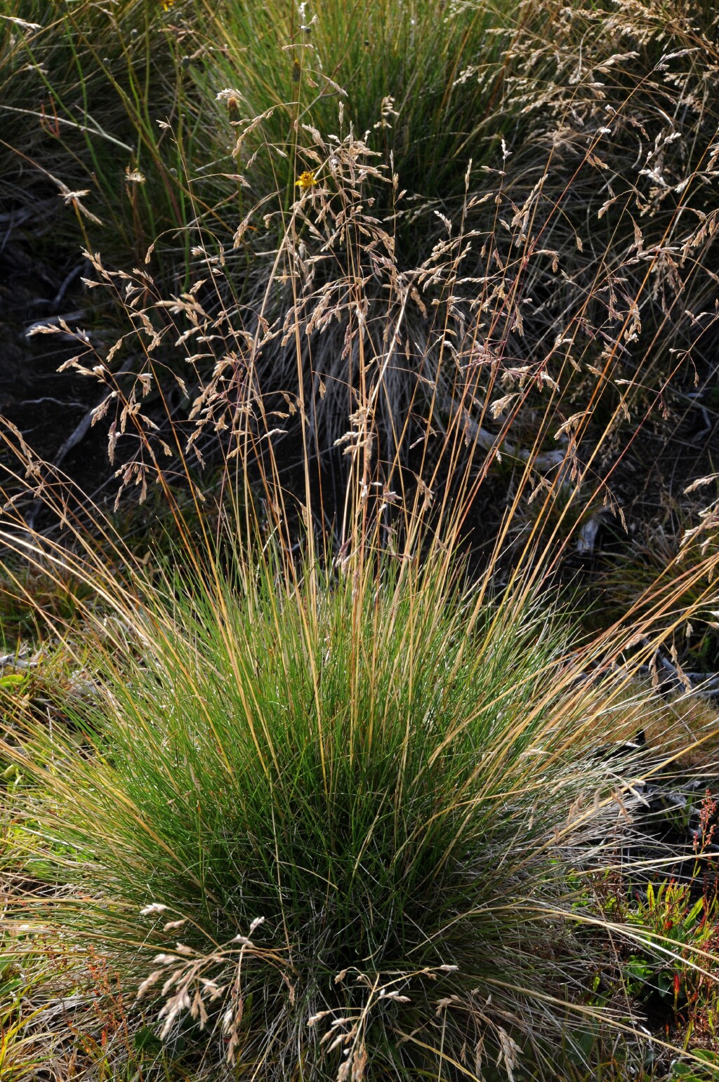 Poa costiniana (hero image)