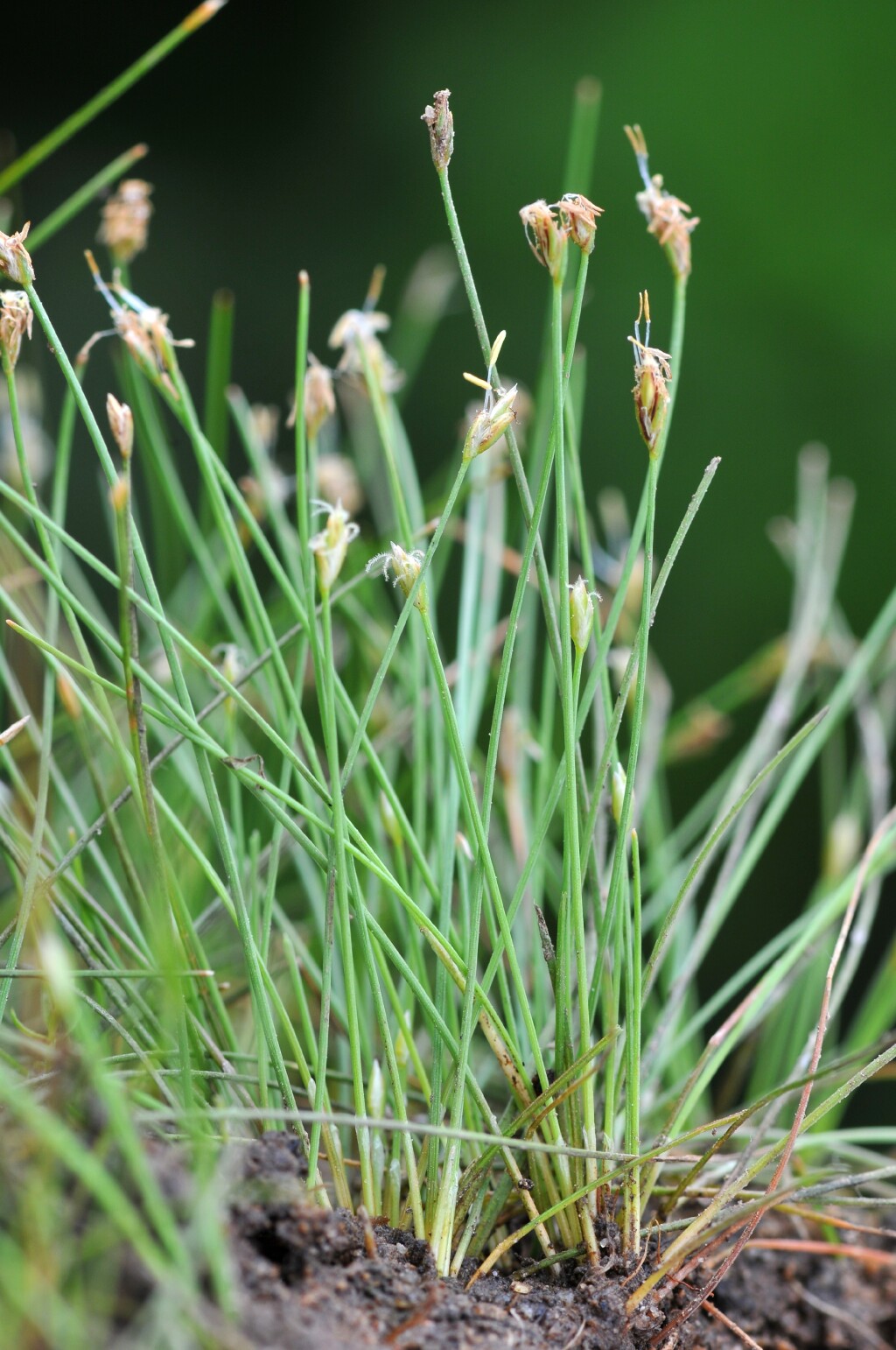 Eleocharis pusilla (hero image)