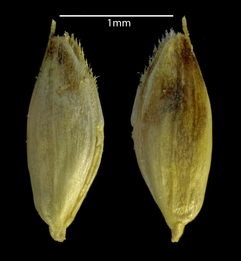 Rytidosperma australe (hero image)