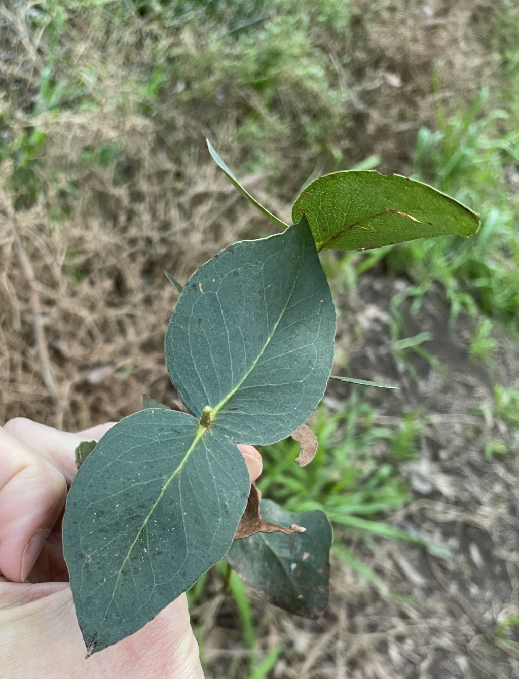 Eucalyptus leucoxylon subsp. connata (hero image)