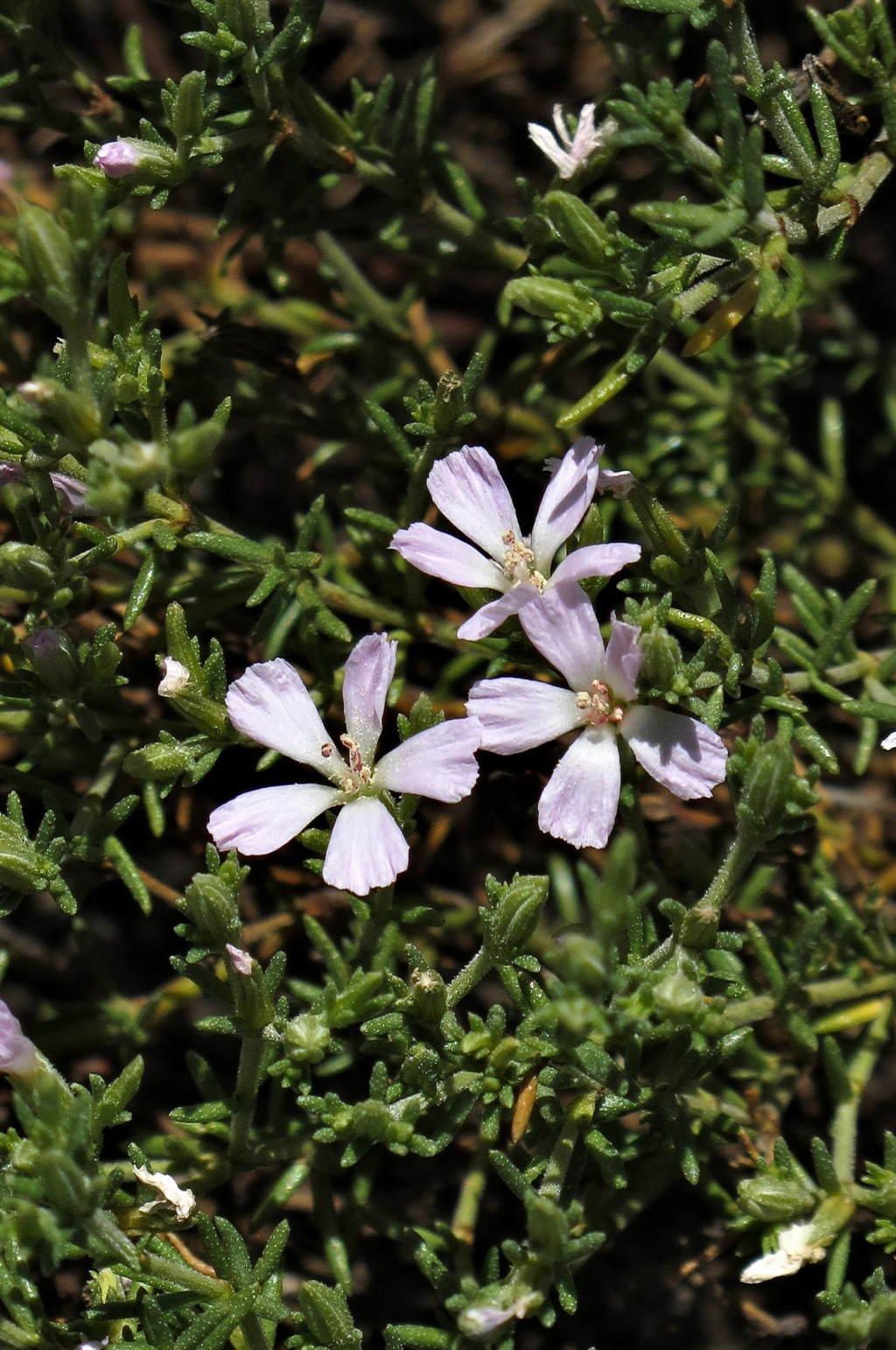 Frankenia serpyllifolia (hero image)