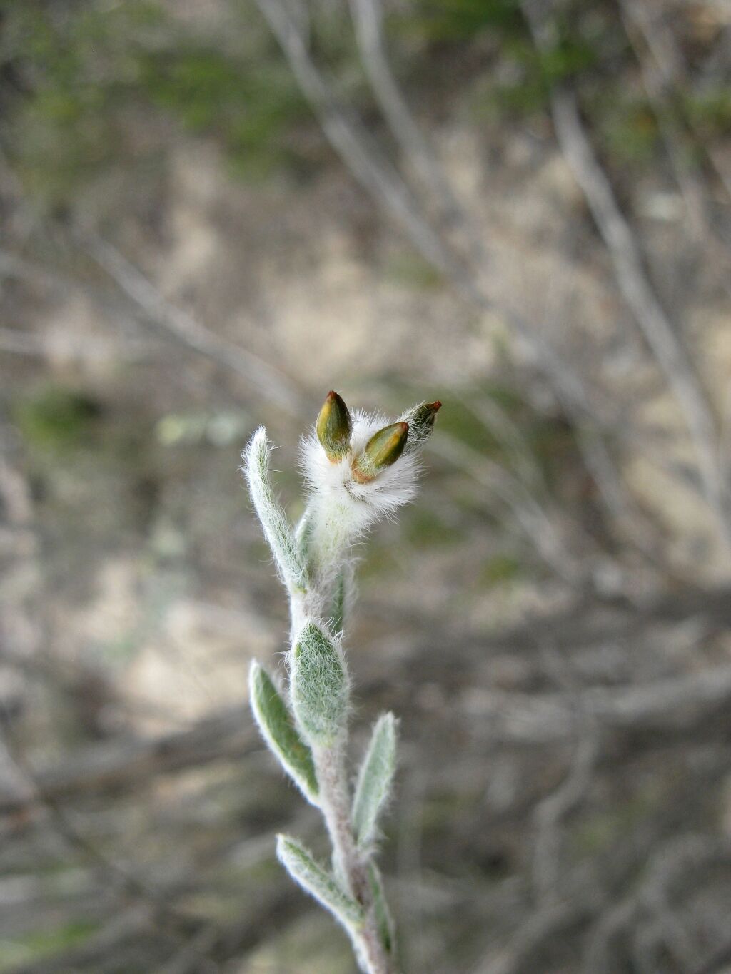 Thymelaeaceae (hero image)