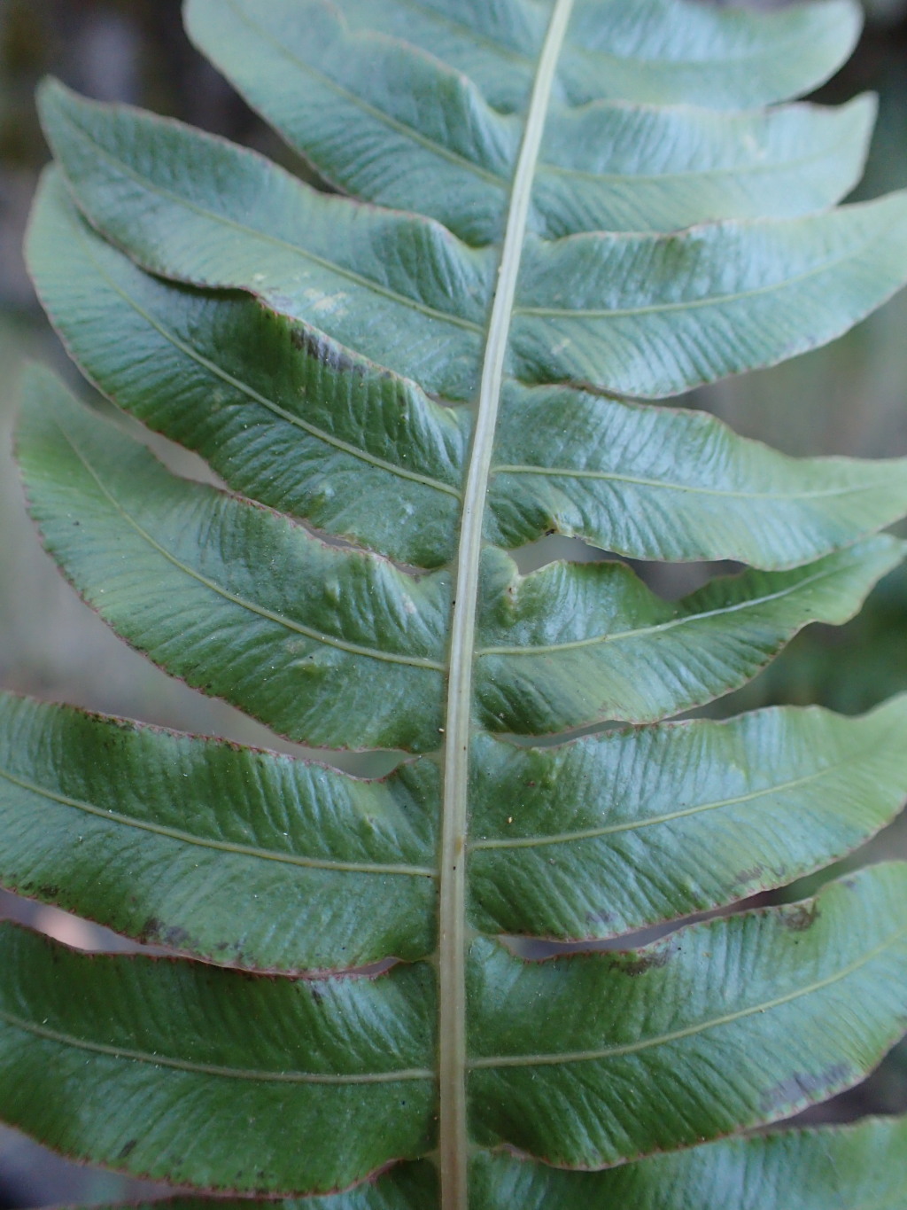 Blechnum deltoides (hero image)