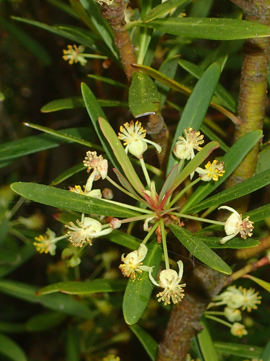 Tasmannia xerophila (hero image)