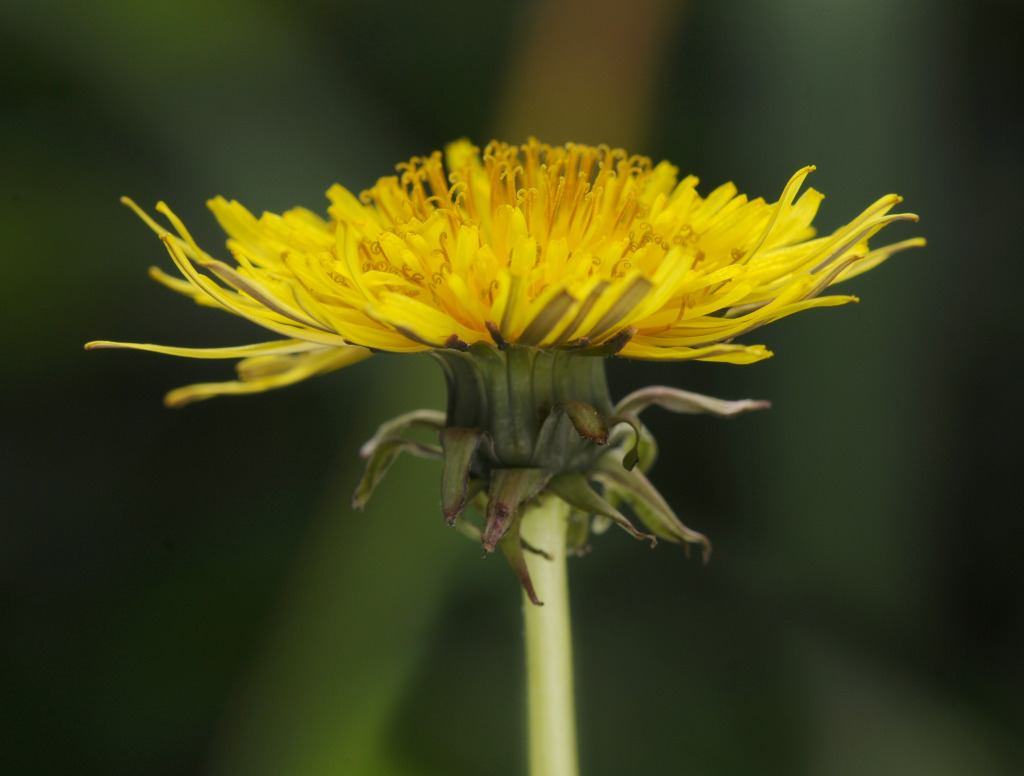 Taraxacum (hero image)