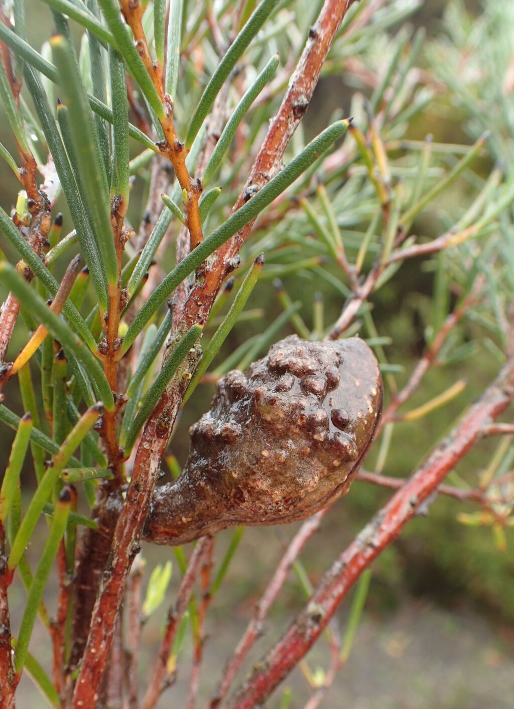 Hakea nodosa (hero image)