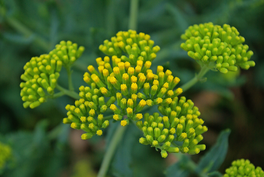 Senecio odoratus (hero image)