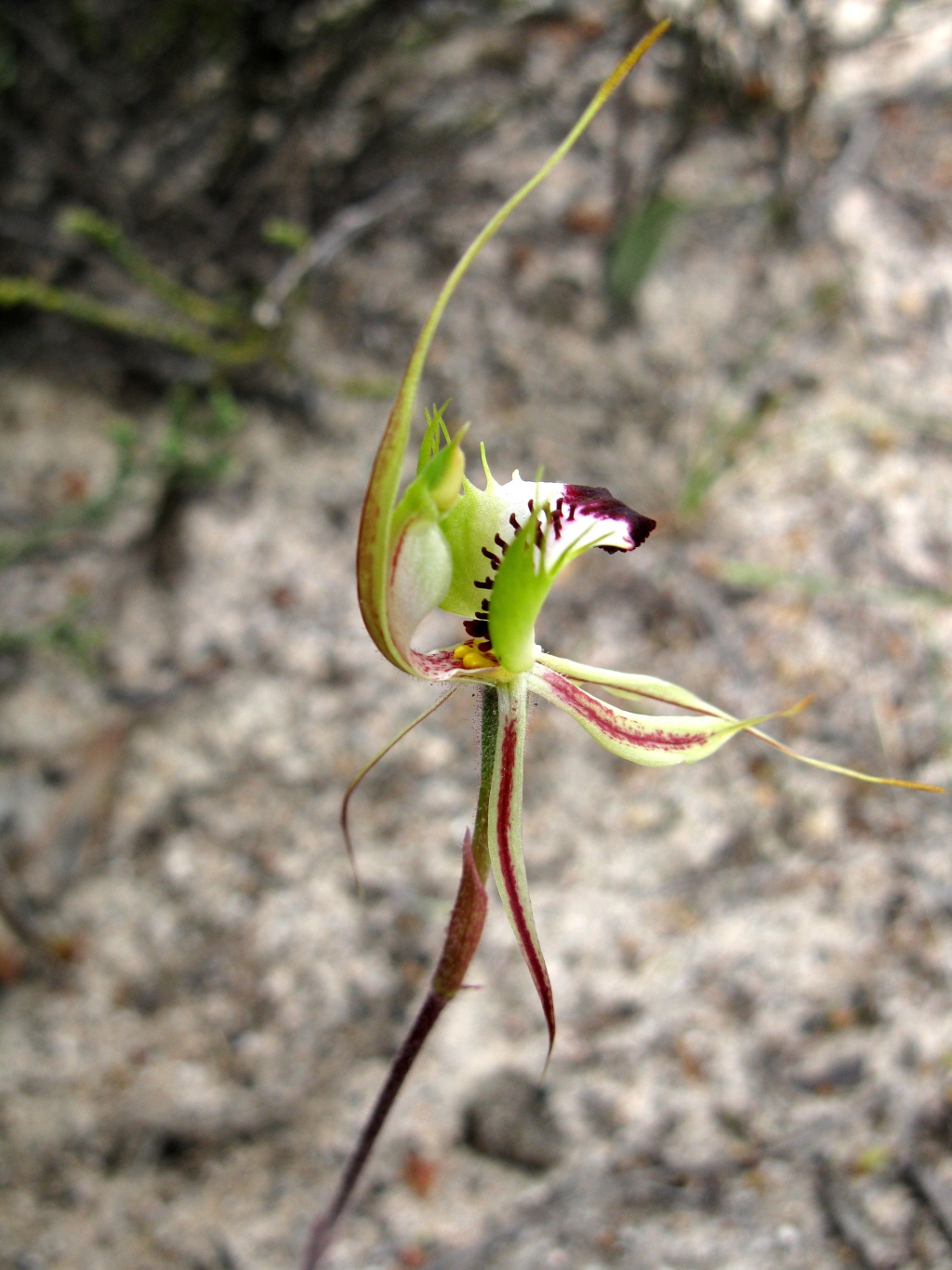 Caladenia tensa (hero image)