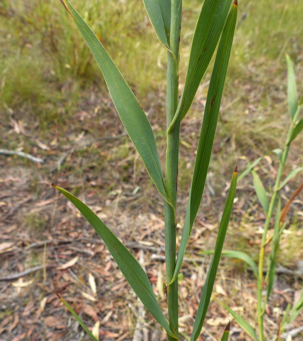 Stypandra glauca (hero image)