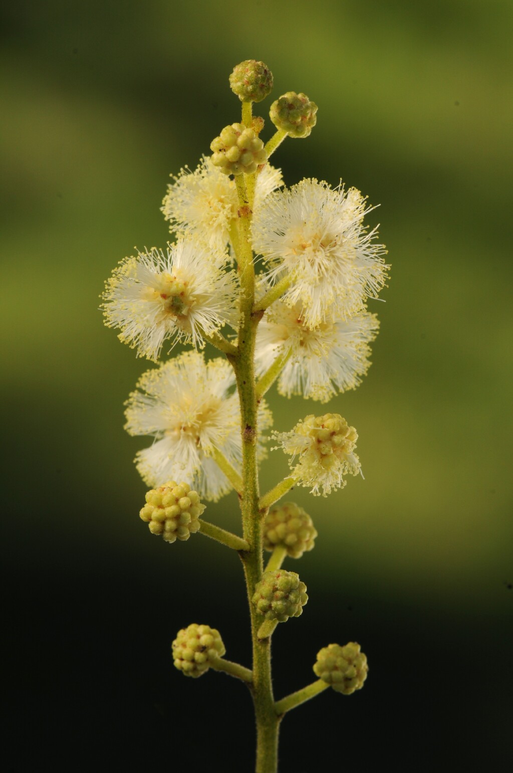 Acacia mearnsii (hero image)