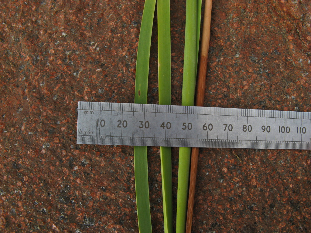 Typha domingensis (hero image)