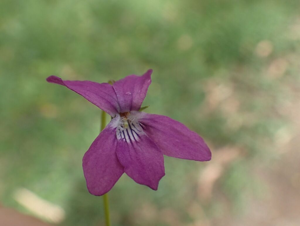 Viola riviniana (hero image)