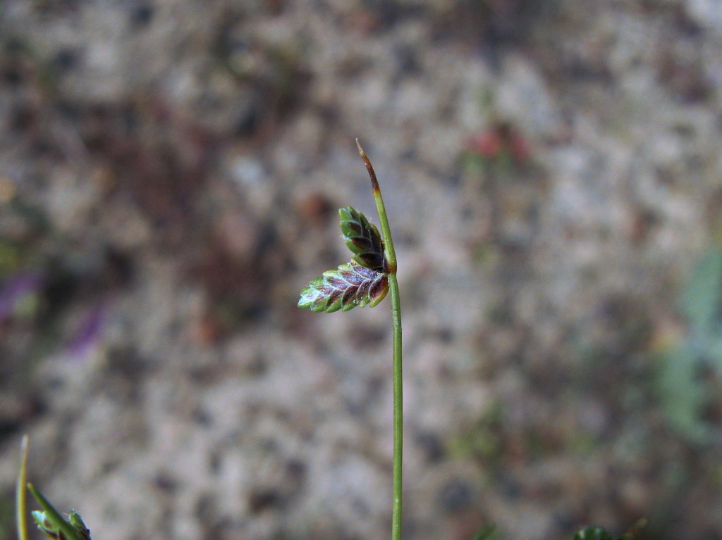 Isolepis levynsiana (hero image)