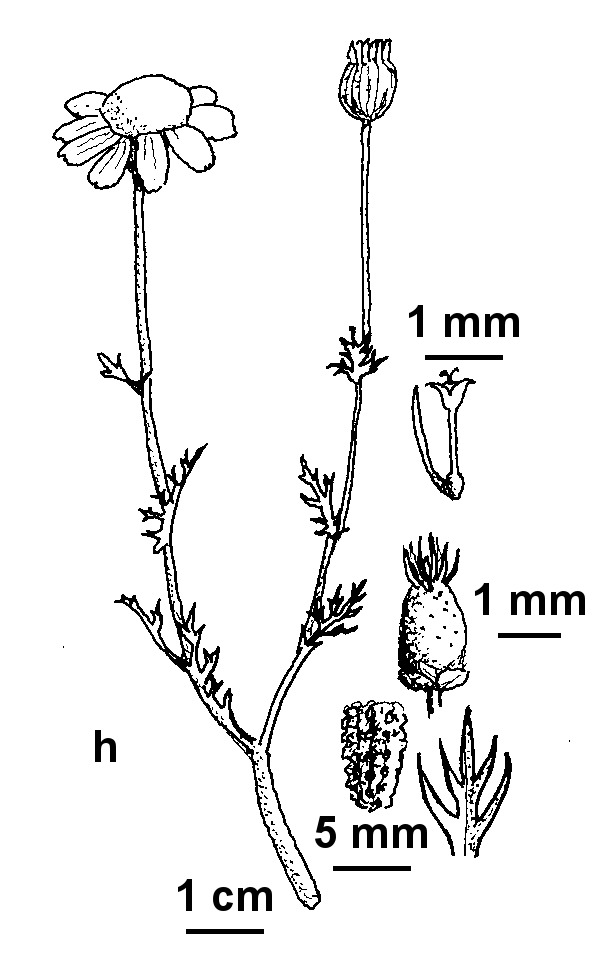 Anthemis cotula (hero image)