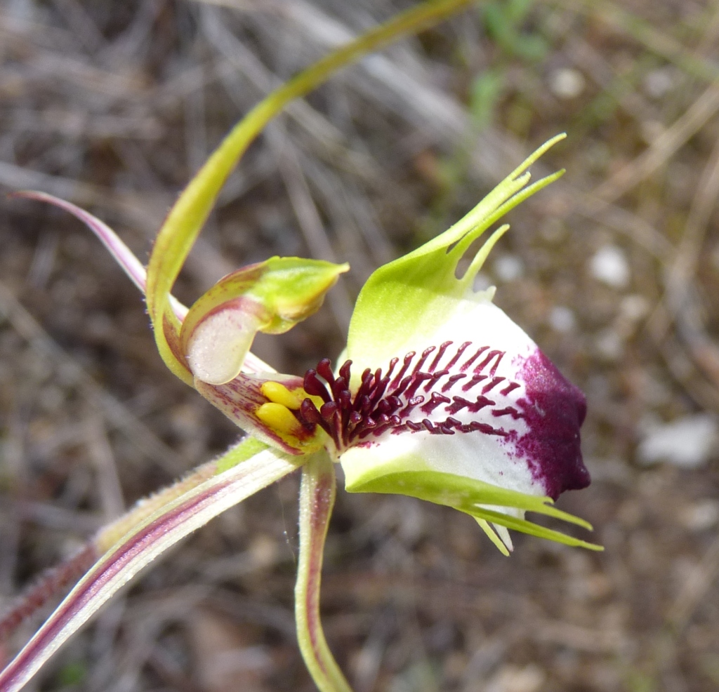 Caladenia parva (hero image)