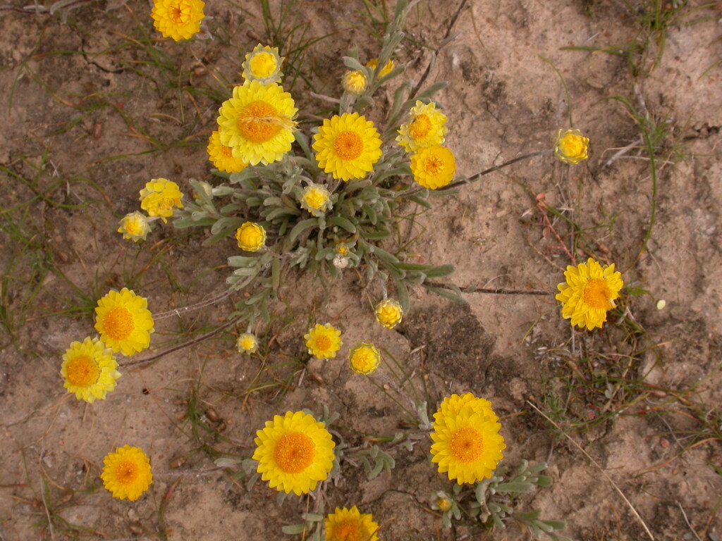 Leucochrysum molle (hero image)