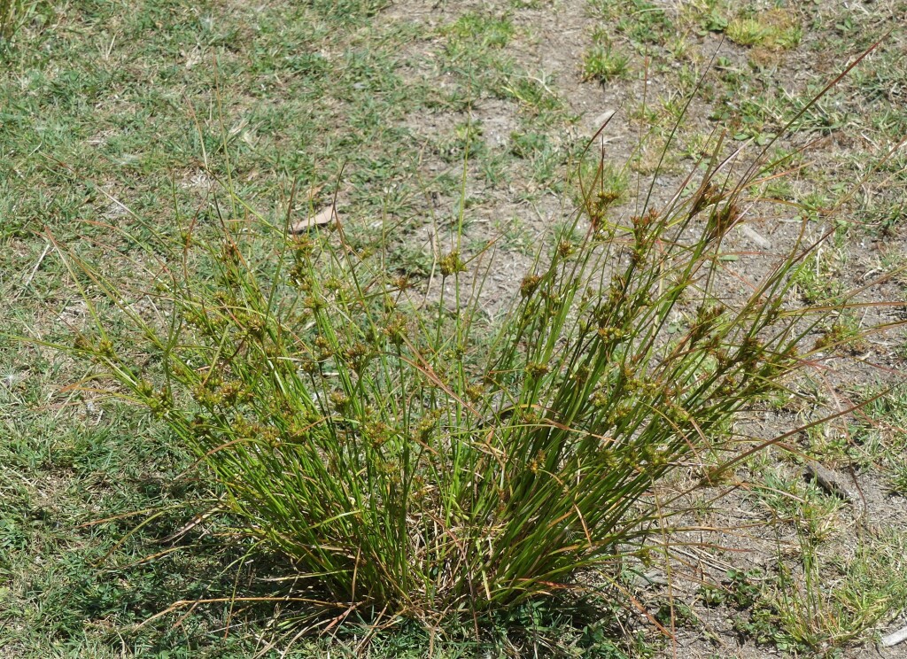 Juncus tenuis (hero image)