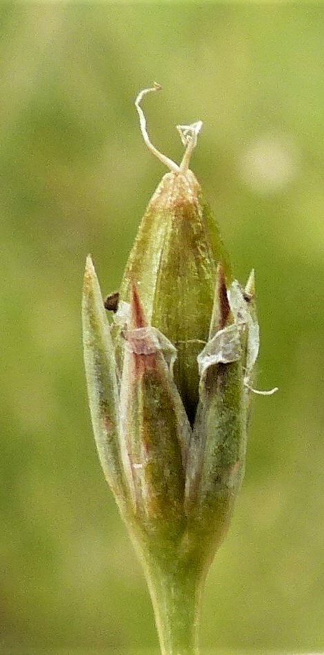 Stellaria angustifolia subsp. angustifolia (hero image)