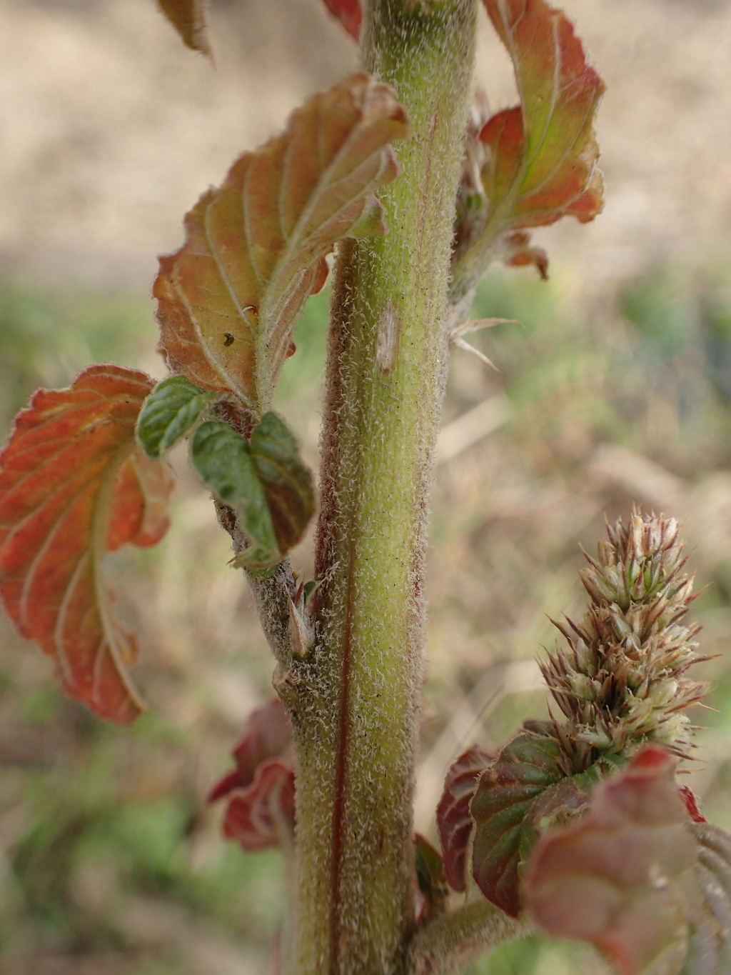 Amaranthus retroflexus (hero image)