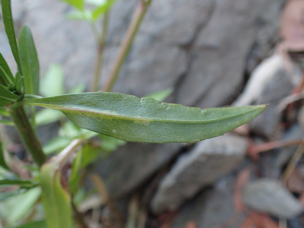 Symphyotrichum subulatum (hero image)