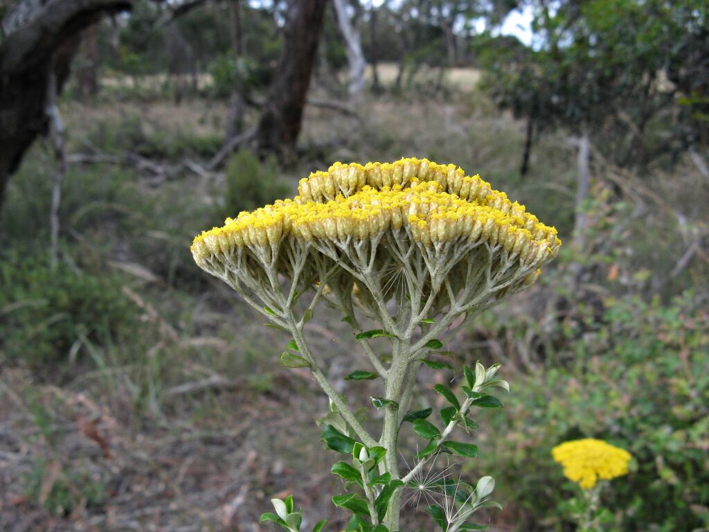 Ozothamnus obcordatus (hero image)