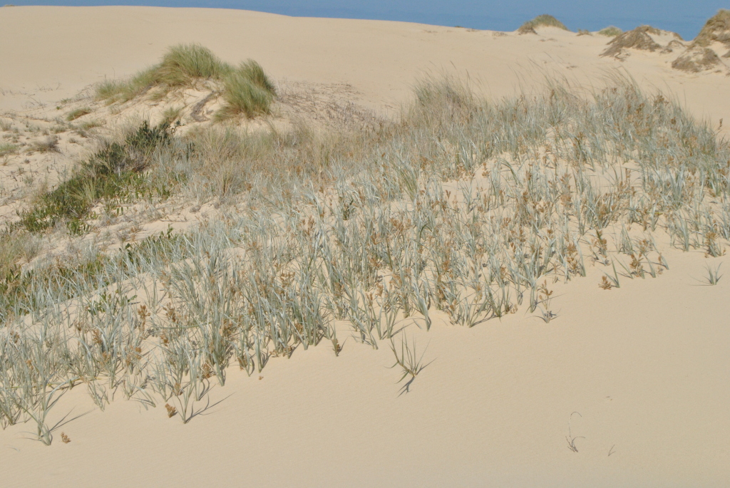 Spinifex sericeus (hero image)