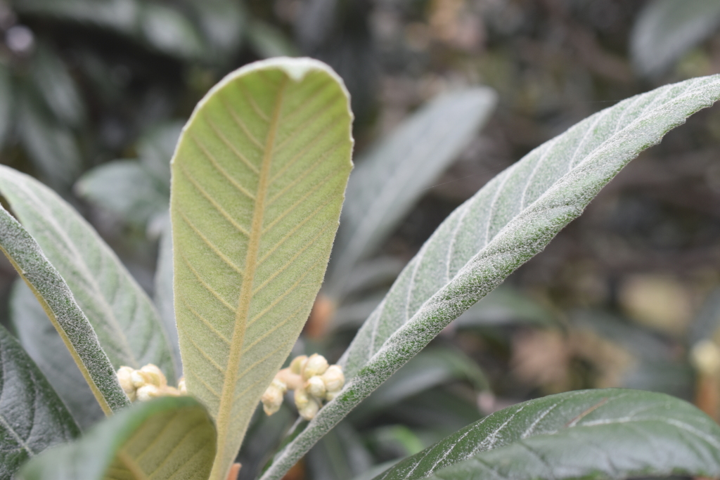 Eriobotrya japonica (hero image)
