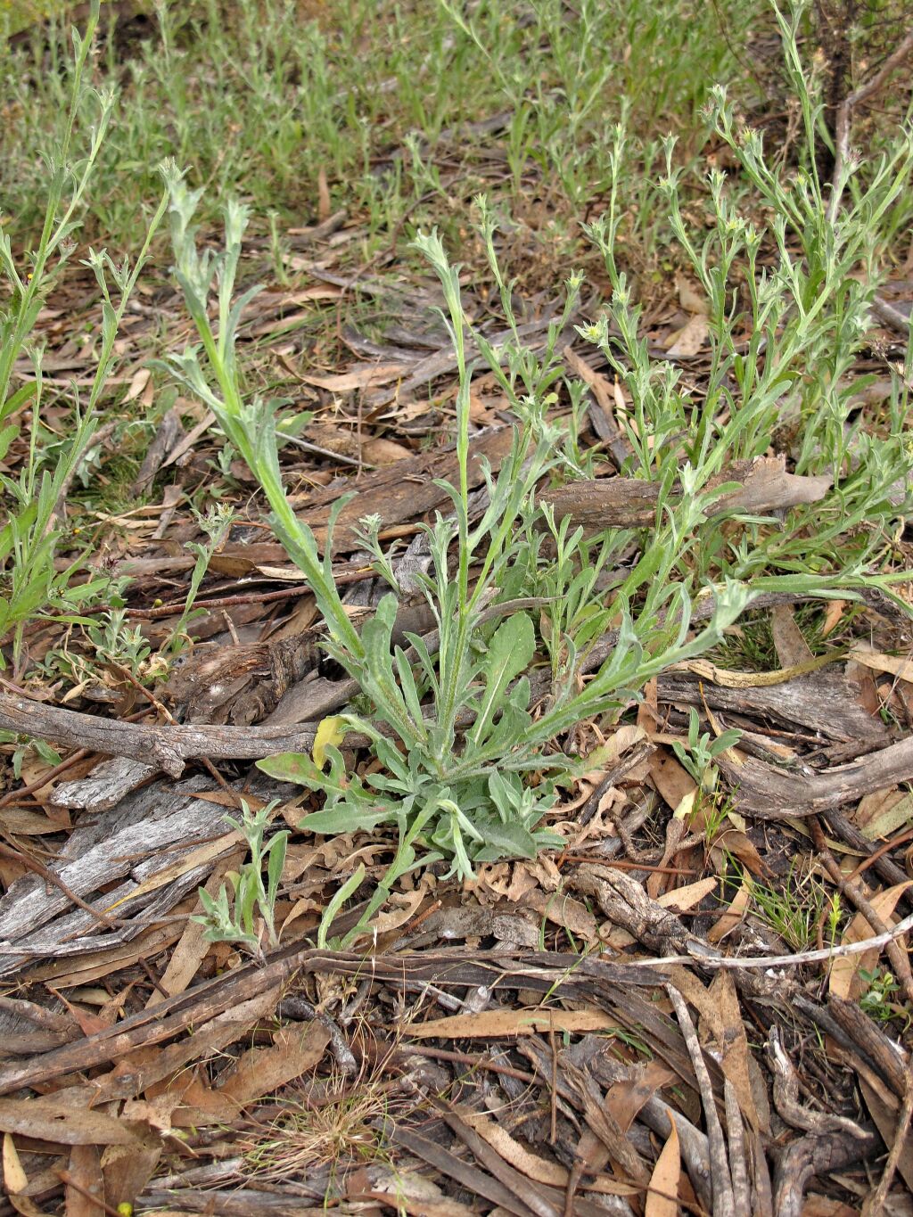 Centaurea melitensis (hero image)