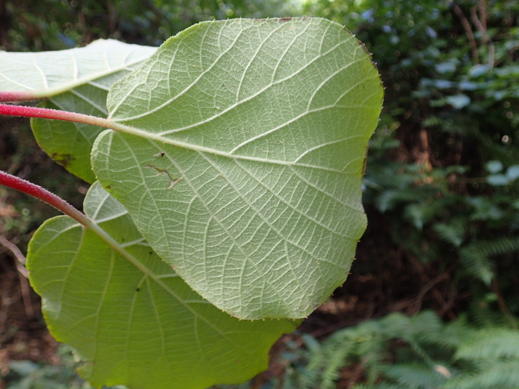 Actinidia (hero image)