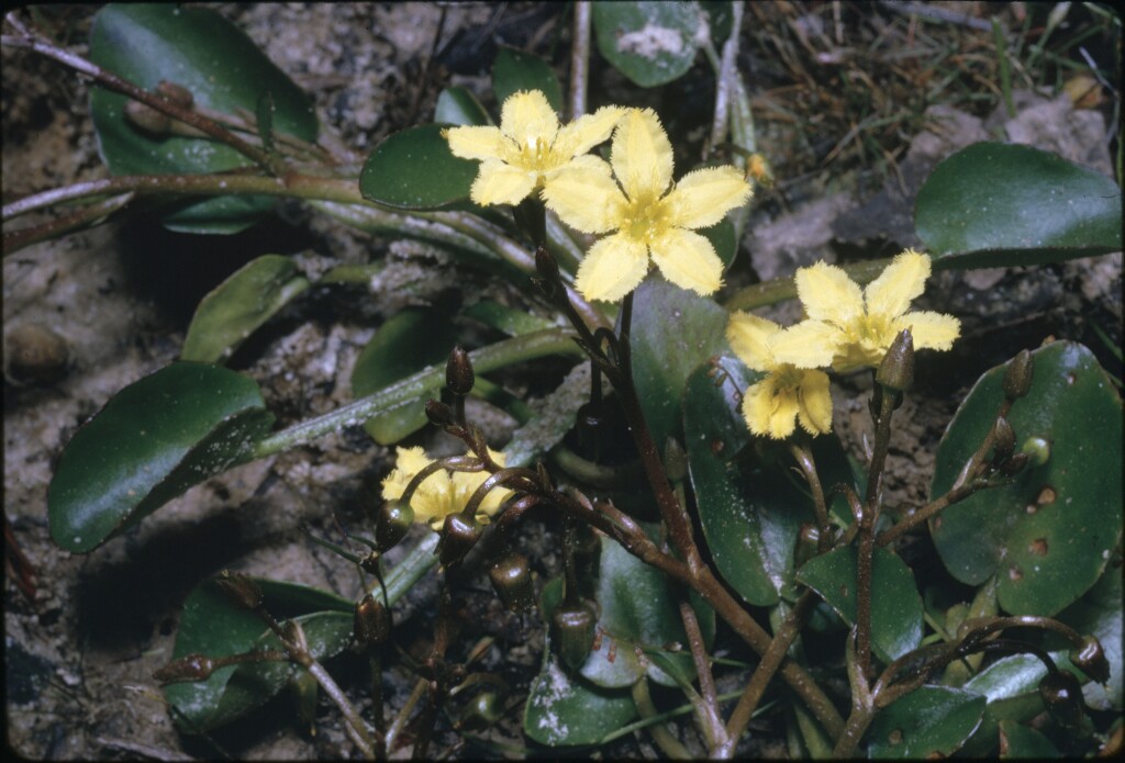 Ornduffia umbricola (hero image)