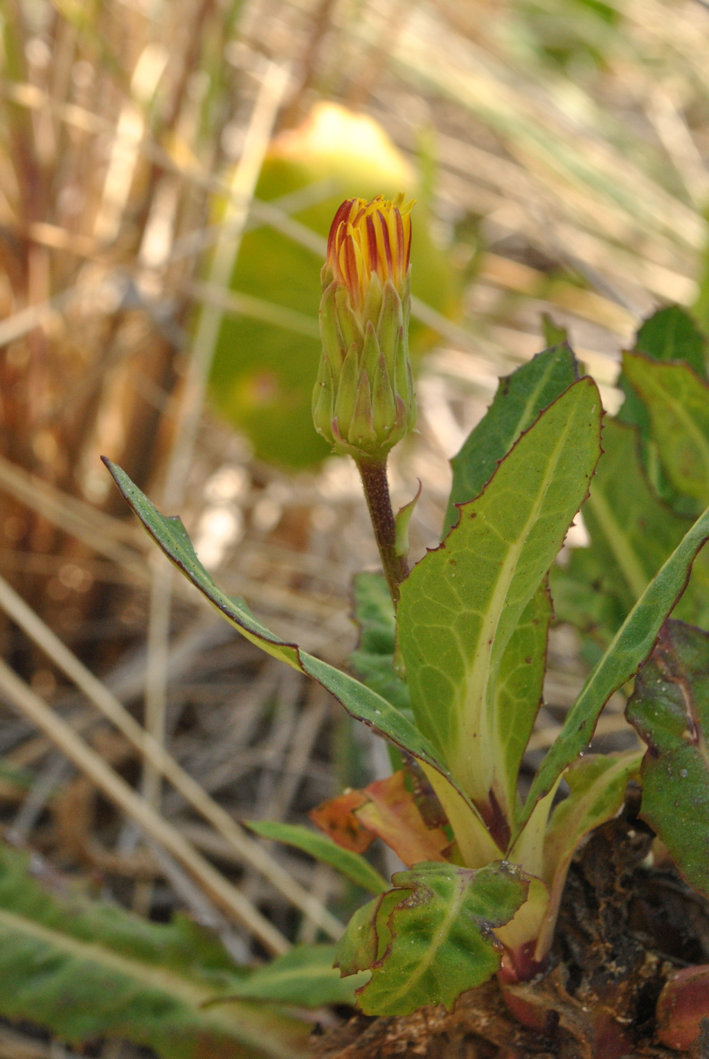 Actites megalocarpus (hero image)